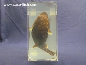 Foto Galerie/Tetraodontiformes/Arothron meleagris/Arothron meleagris_06_S.jpg